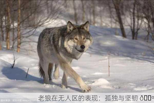 老狼在无人区的表现：孤独与坚韧 🐺