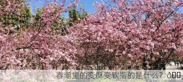 春潮里的变酥变软指的是什么？🌸