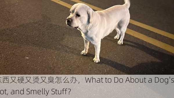 狗狗的东西又硬又烫又臭怎么办，What to Do About a Dog's Hard, Hot, and Smelly Stuff？