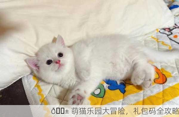 🐱 萌猫乐园大冒险，礼包码全攻略