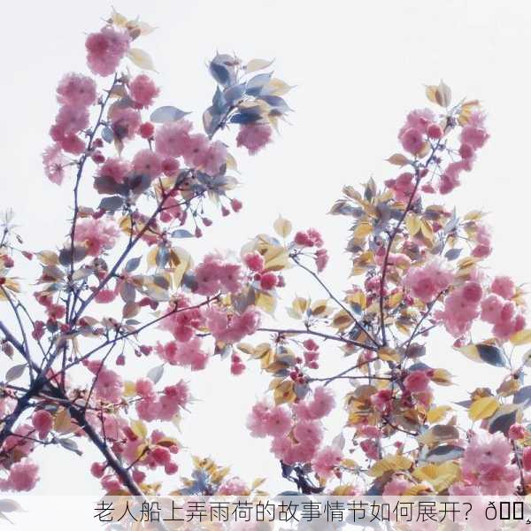 老人船上弄雨荷的故事情节如何展开？🌸