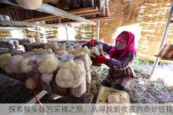 探索猴头菇的采摘之旅，从寻找到收获的奇妙旅程