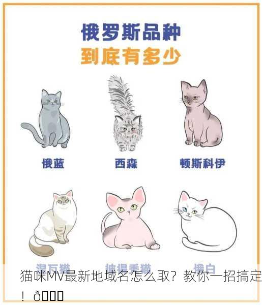 猫咪MV最新地域名怎么取？教你一招搞定！🌟