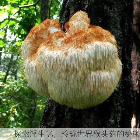 探索浮生忆，玲珑世界猴头菇的秘密