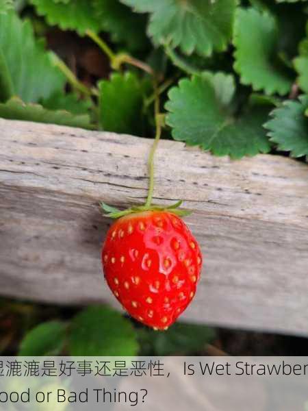 草莓湿漉漉是好事还是恶性，Is Wet Strawberry a Good or Bad Thing？