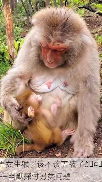 男女生猴子该不该盖被子🤔——幽默探讨另类问题