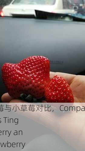 蜜丝婷大草莓与小草莓对比，Comparison of Miss Ting Big Strawberry and Small Strawberry