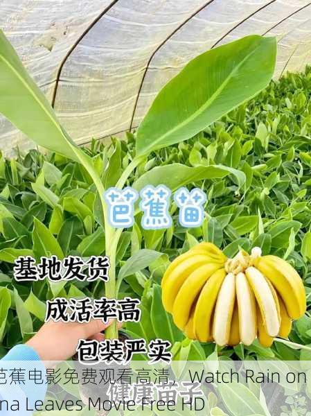 雨打芭蕉电影免费观看高清，Watch Rain on Banana Leaves Movie Free HD