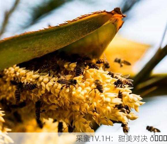 采蜜1V.1H：甜美对决 🐝