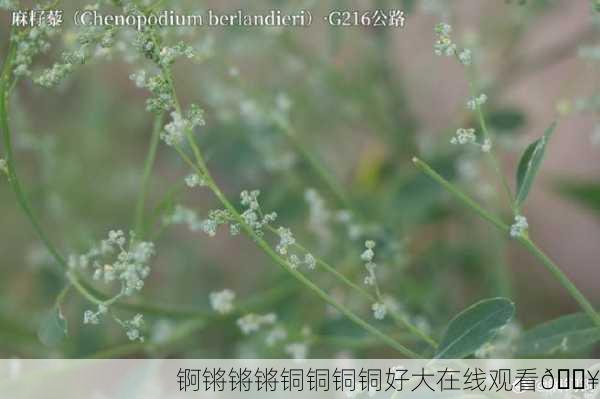 锕锵锵锵铜铜铜铜好大在线观看🔥