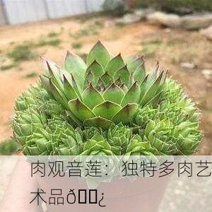 肉观音莲：独特多肉艺术品🌿