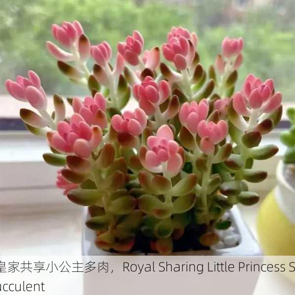 皇家共享小公主多肉，Royal Sharing Little Princess Succulent