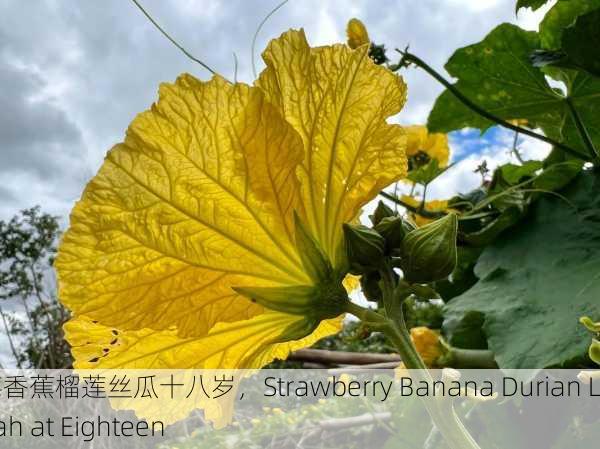 草莓香蕉榴莲丝瓜十八岁，Strawberry Banana Durian Loofah at Eighteen