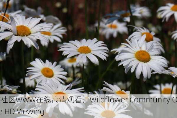 野花社区WWW在线高清观看，Wildflower Community Online HD Viewing