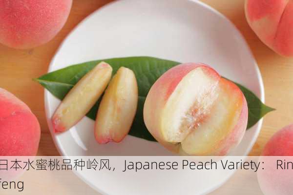 日本水蜜桃品种岭风，Japanese Peach Variety： Rinfeng
