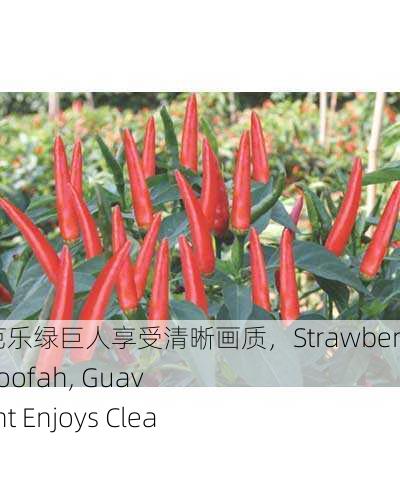 草莓茄子丝瓜芭乐绿巨人享受清晰画质，Strawberry, Eggplant, Loofah, Guava： Green Giant Enjoys Clear Quality