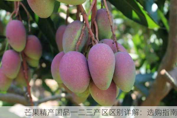 芒果精产国品一二三产区区别详解：选购指南