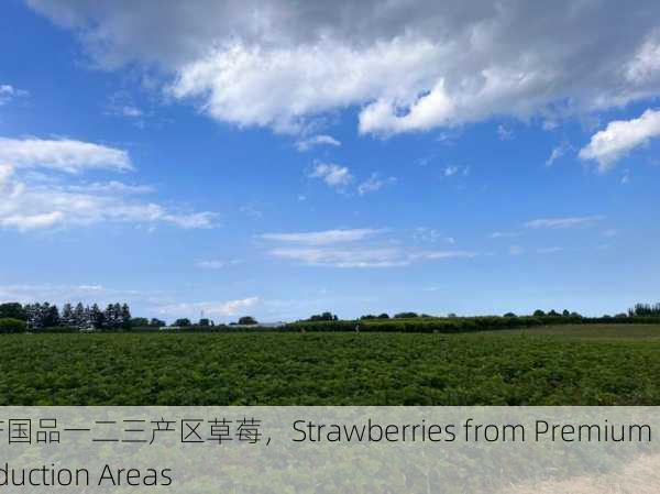 精产国品一二三产区草莓，Strawberries from Premium Production Areas