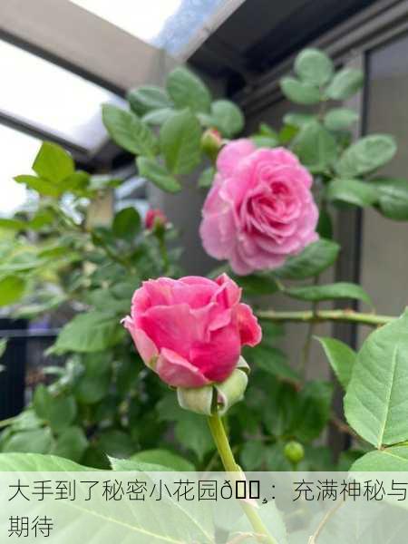 大手到了秘密小花园🌸：充满神秘与期待
