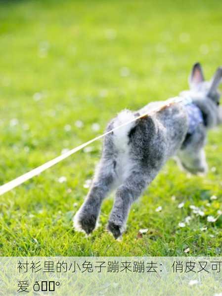 衬衫里的小兔子蹦来蹦去：俏皮又可爱 🐰