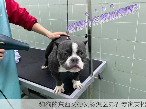 狗狗的东西又硬又烫怎么办？专家支招