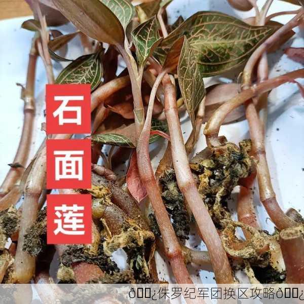 🌿侏罗纪军团换区攻略🌿