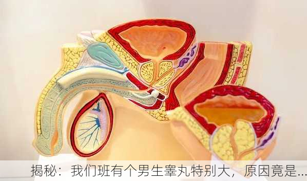 揭秘：我们班有个男生睾丸特别大，原因竟是…
