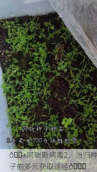 🌱阿瑞斯病毒2，当归种子的多元获取途径📜