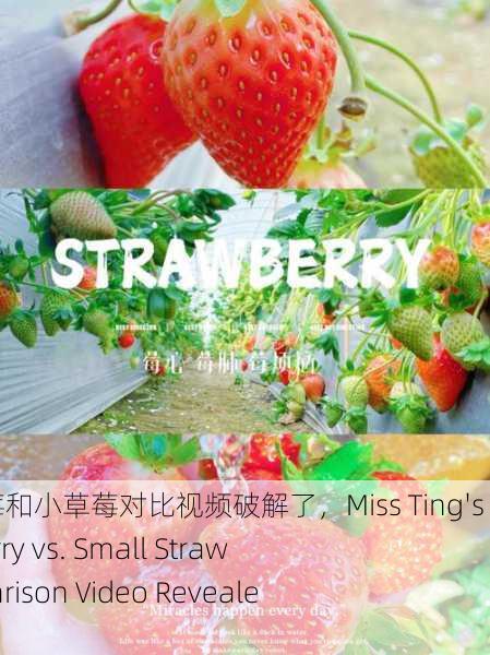 蜜丝婷大草莓和小草莓对比视频破解了，Miss Ting's Big Strawberry vs. Small Strawberry Comparison Video Revealed