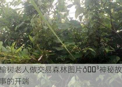 榆树老人做交易森林图片🌳神秘故事的开端