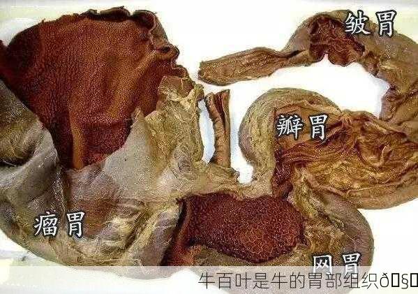 牛百叶是牛的胃部组织🧐