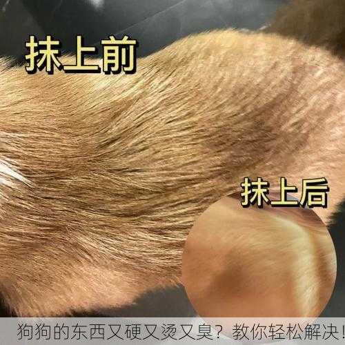 狗狗的东西又硬又烫又臭？教你轻松解决！