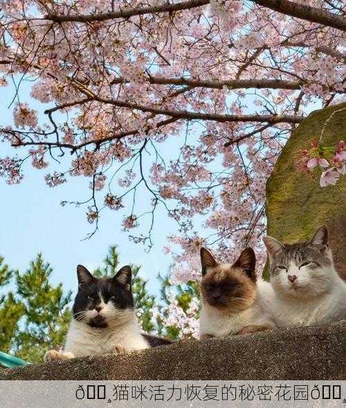 🌸猫咪活力恢复的秘密花园🌸