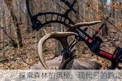探索森林的奥秘，现代弓的踪迹
