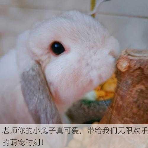 老师你的小兔子真可爱，带给我们无限欢乐的萌宠时刻！