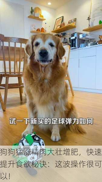 狗狗猛涨精肉大壮增肥，快速提升食欲秘诀：这波操作很可以！