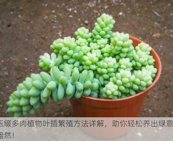 玉缀多肉植物叶插繁殖方法详解，助你轻松养出绿意盎然！