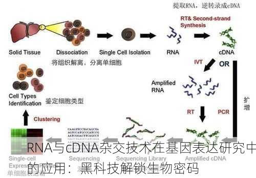 RNA与cDNA杂交技术在基因表达研究中的应用：黑科技解锁生物密码