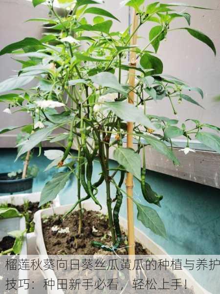 榴莲秋葵向日葵丝瓜黄瓜的种植与养护技巧：种田新手必看，轻松上手！