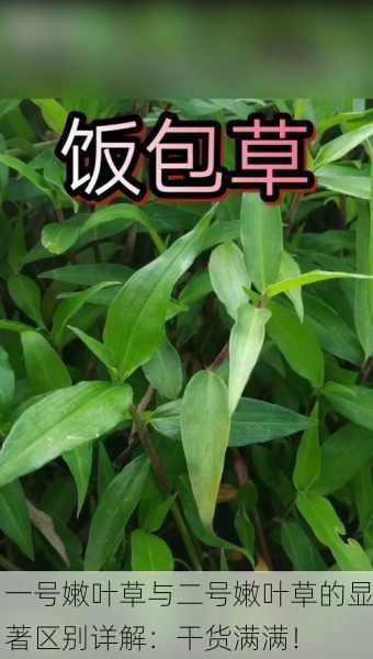 一号嫩叶草与二号嫩叶草的显著区别详解：干货满满！