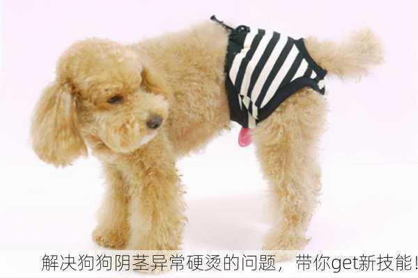 解决狗狗阴茎异常硬烫的问题，带你get新技能！