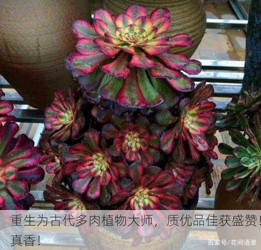 重生为古代多肉植物大师，质优品佳获盛赞！真香！