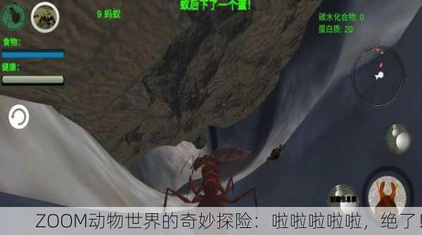 ZOOM动物世界的奇妙探险：啦啦啦啦啦，绝了！