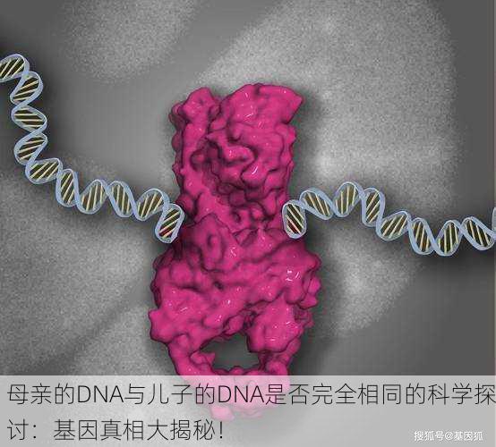 母亲的DNA与儿子的DNA是否完全相同的科学探讨：基因真相大揭秘！