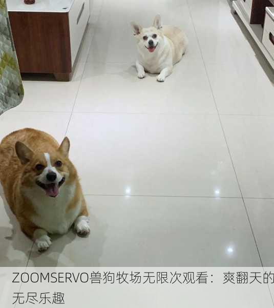 ZOOMSERVO兽狗牧场无限次观看：爽翻天的无尽乐趣