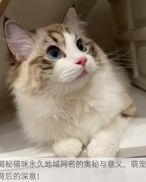 揭秘猫咪永久地域网名的奥秘与意义，萌宠背后的深意！