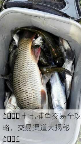 🐟 七七捕鱼交易全攻略，交易渠道大揭秘 🎣