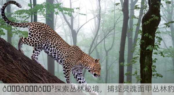 🐆🔎🌳探索丛林秘境，捕捉灵魂面甲丛林豹