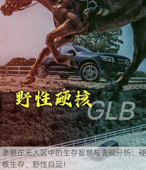 老狼在无人区中的生存智慧与表现分析：硬核生存、野性自足！