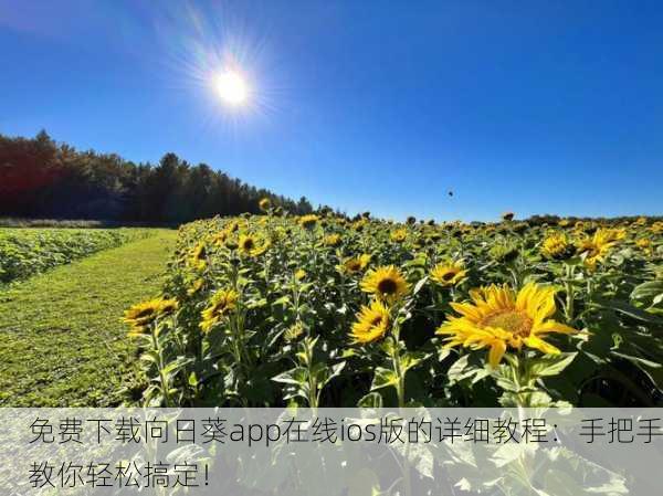 免费下载向日葵app在线ios版的详细教程：手把手教你轻松搞定！